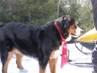 Perdu dans les Laurentides bouvier bernois Getatt34