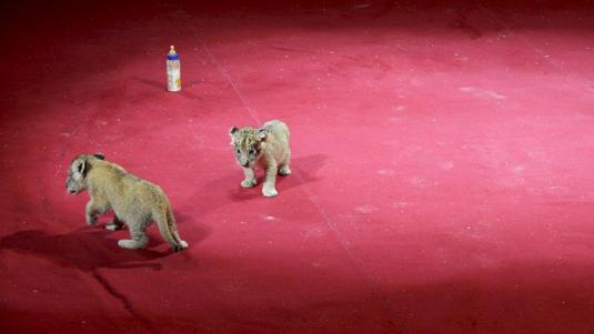 Deux lionceaux volés au cirque Zavatta Lionce10