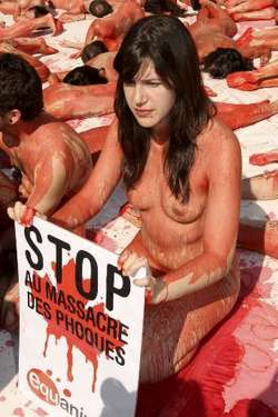 Des militants nus à Madrid contre le massacre des phoques Media_11