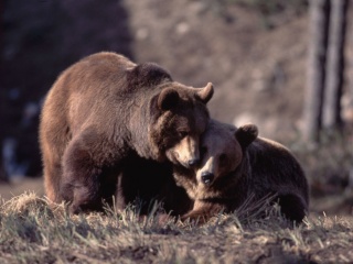 Les ours des Pyrénées devant le Parlement Européen Ours-d10