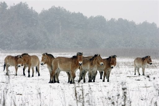 Canada:des chevaux sauvages meurent de faim en Colombie-Brit Photo_12