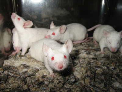 Des insectes pourraient remplacer les souris de laboratoire Souris10