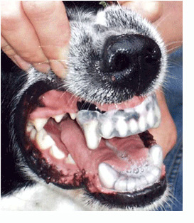 Dentier pour chien contre les morsures Startp10