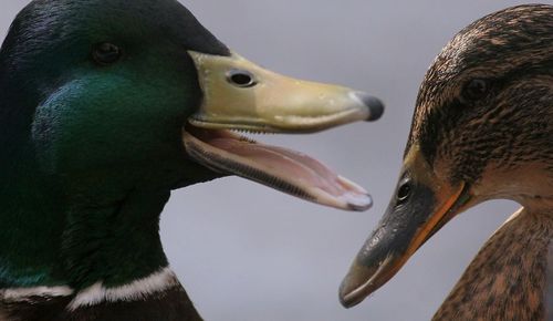 Roumanie épinglée pour ne pas avoir protégé les oiseaux s... Zx500y10