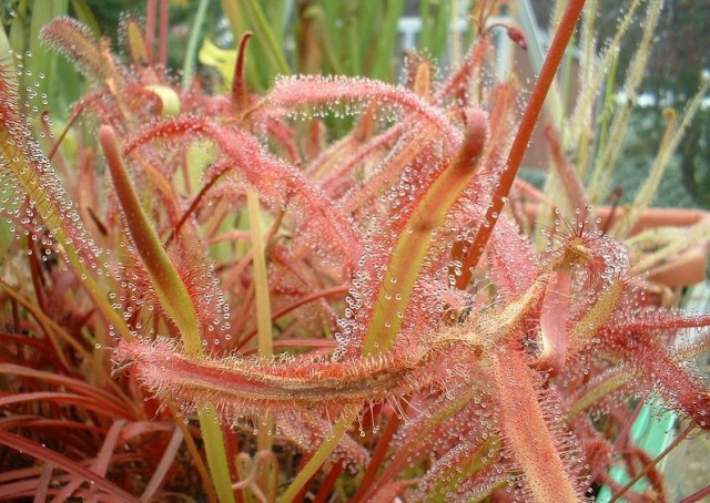 Mes plantes de débutante Cap_re10