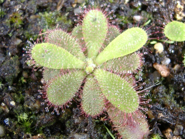 drosera par ci par là Droser11