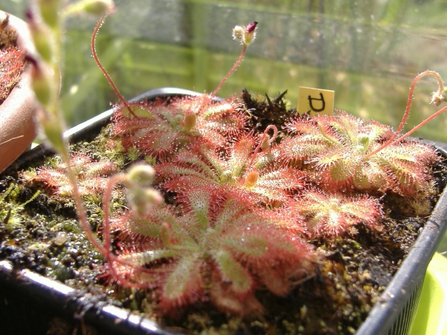 drosera par ci par là Dscf6440