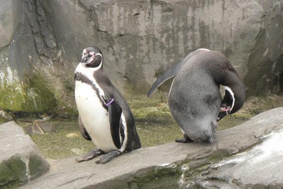 Zoo de San Francisco : une veuve esseule brise le clbre couple de pingouins gays H_4_il10