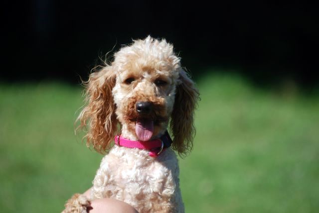 BLANDINE (caniche abricot) Dsc_0851