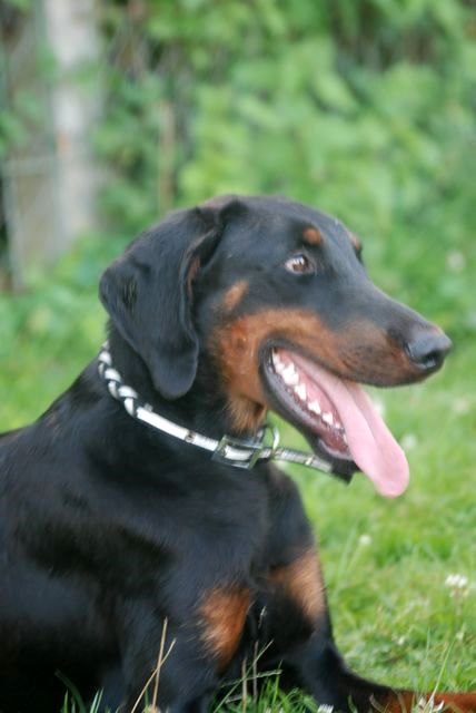 DONKA (Type doberman) Dsc_0860