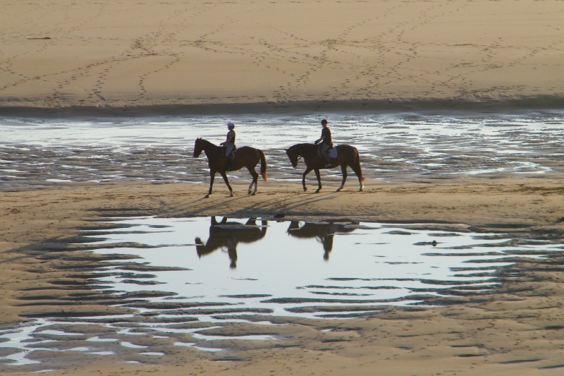 Animaux domestiques ou sauvages 100_1214