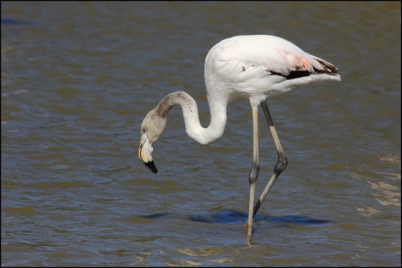 Le parc ornitho de Pont de Gau en Camargue Flaman20