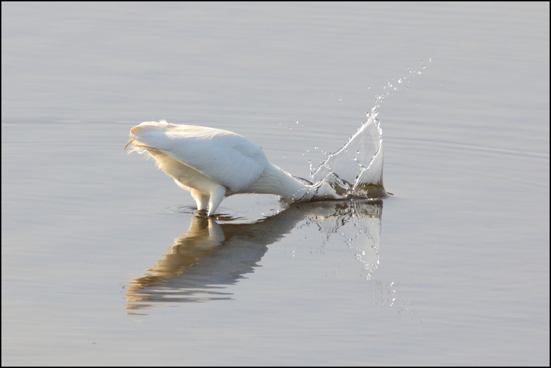 Photos de Fisher24 : maj du 20/01/16 (Le Teich) - Page 13 Img_7811