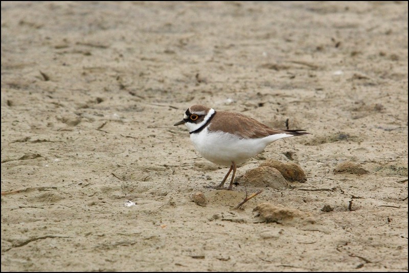 Le domaine des oiseaux en Ariège Petit_11