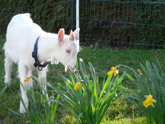 Portraits fleuris 13_mar42