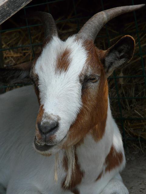 Un bouboule... (Alice...) 20_jui32