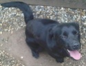 URGENT caline labrador femelle noir de 11 mois 40b80e10