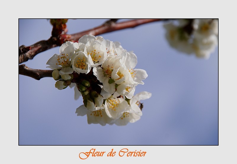 fleur de cerisier Dsc01711