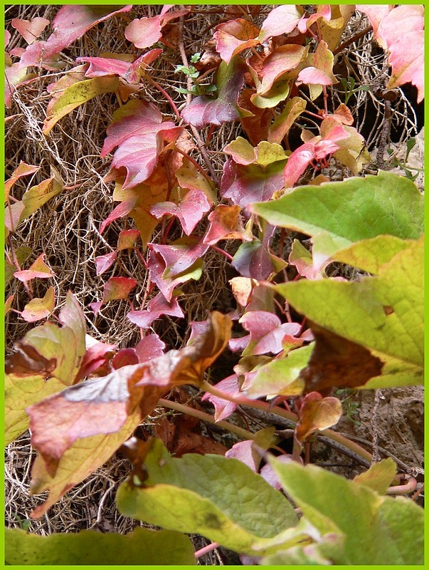 Couleurs d'automne P1150710