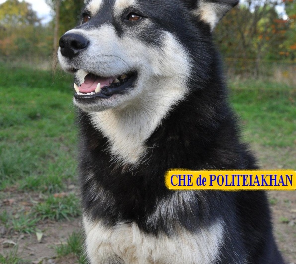 10 CHIENS A ADOPTER DURGENCE : TOUS ADOPTES - Page 2 Che_de10