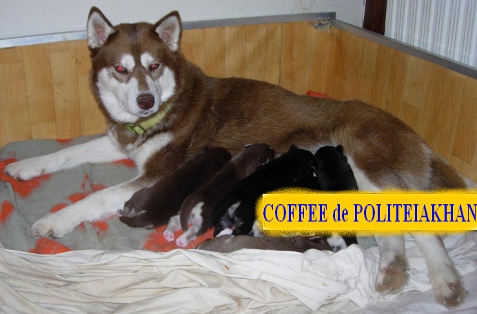 10 CHIENS A ADOPTER DURGENCE : TOUS ADOPTES - Page 2 Coffee10