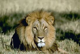 LE LION Lion_110