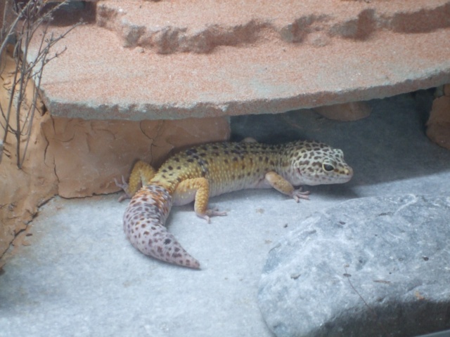Taille terra pour geckos léopard Dscf6013