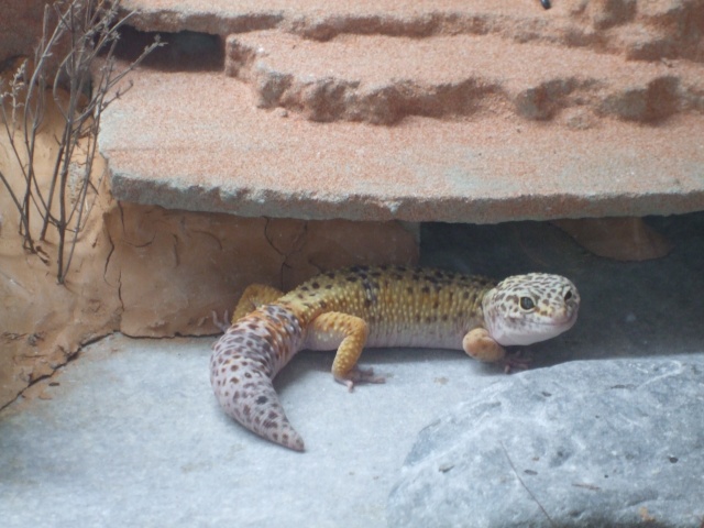 Taille terra pour geckos léopard Dscf6018