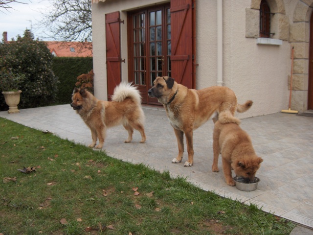 Chien de garde primitif, mais lequel? - Page 2 Hpim0010