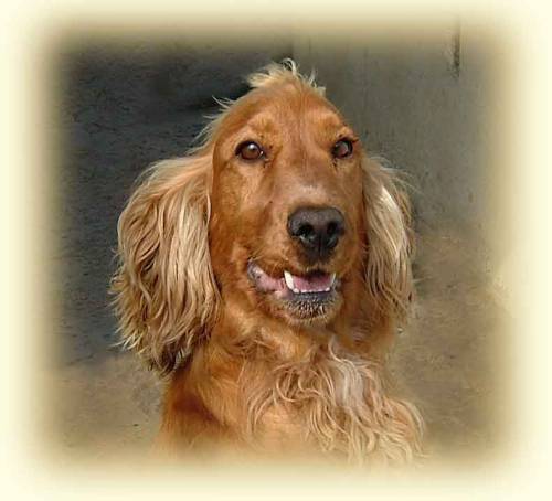 benji cocker male golden 3 ans dep 26 110