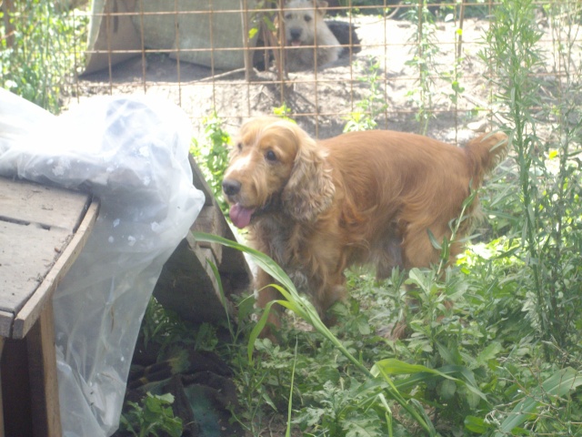 boris cocker male golden  8 ans roumanie Imgp0011