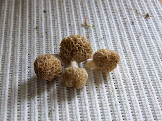 morilles - Page 10 101_2544