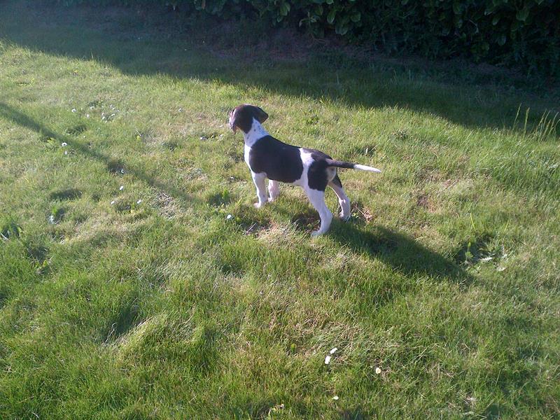 Vend chiots anglo franais de petite vnerie Img-2013