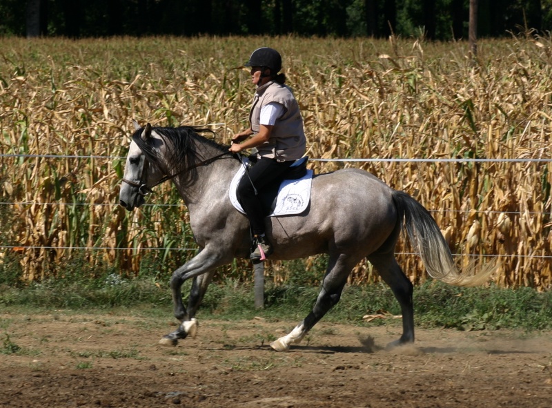 étalons Barbes saison 2015 Img_7512