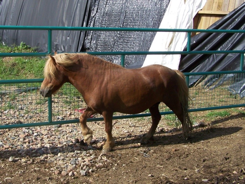 Ferme des Mignotines - shetland et poneys C/D en Bourgogne 100_7317