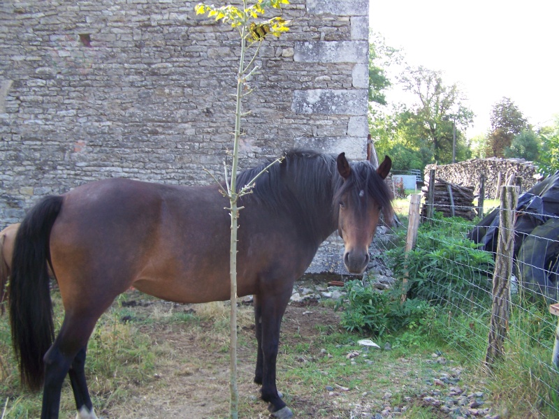 Ferme des Mignotines - shetland et poneys C/D en Bourgogne 100_7713