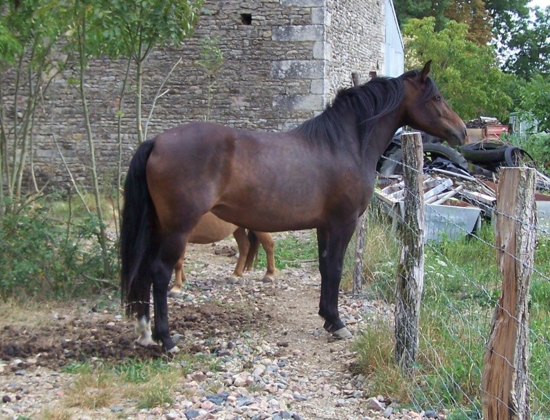 Ferme des Mignotines - shetland et poneys C/D en Bourgogne 100_7810