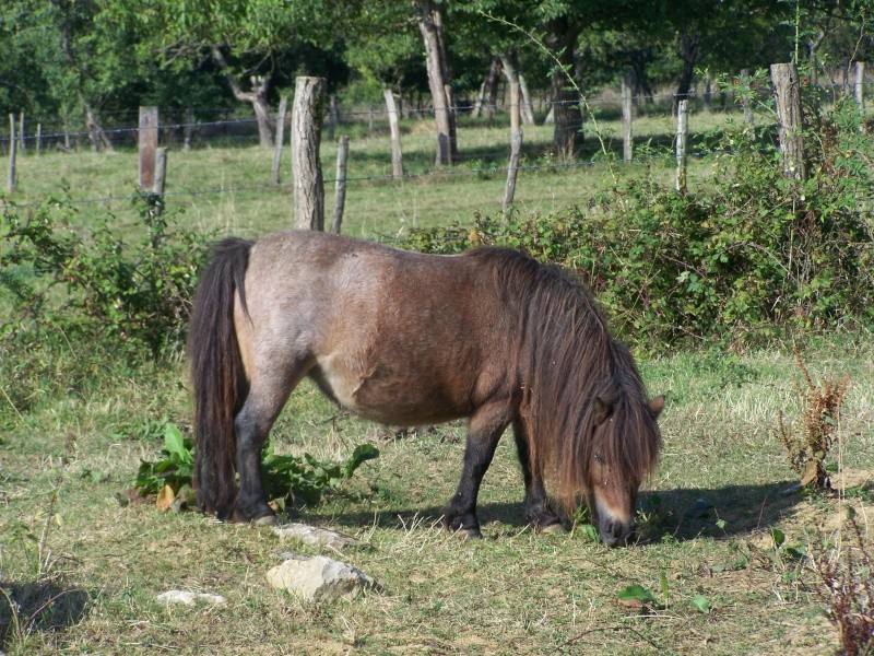 Ferme des Mignotines - shetland et poneys C/D en Bourgogne 100_7912