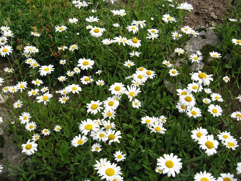 Le jardin alpin de Haut Chitelet 08810