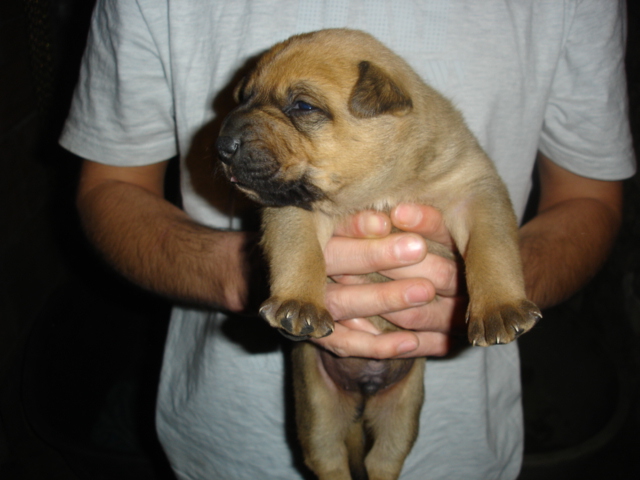 chiot mâle cherche famille Dsc04910