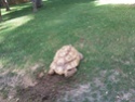 Quelques photos des tortues du zoo de la palmyre. Photo016