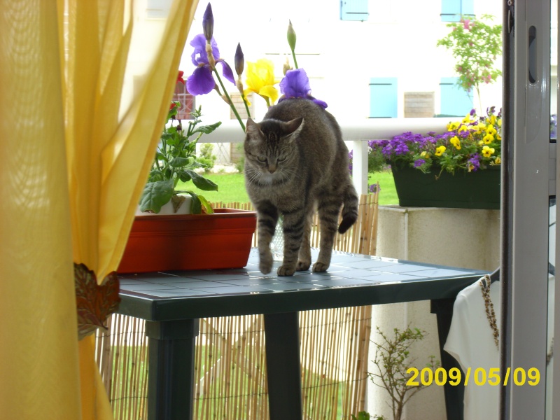 Caline (chat) notre toute première Caline11