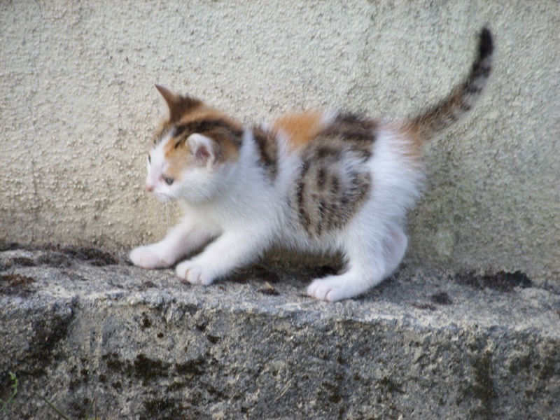 4 chatons en Charente chez Tania Ss852513