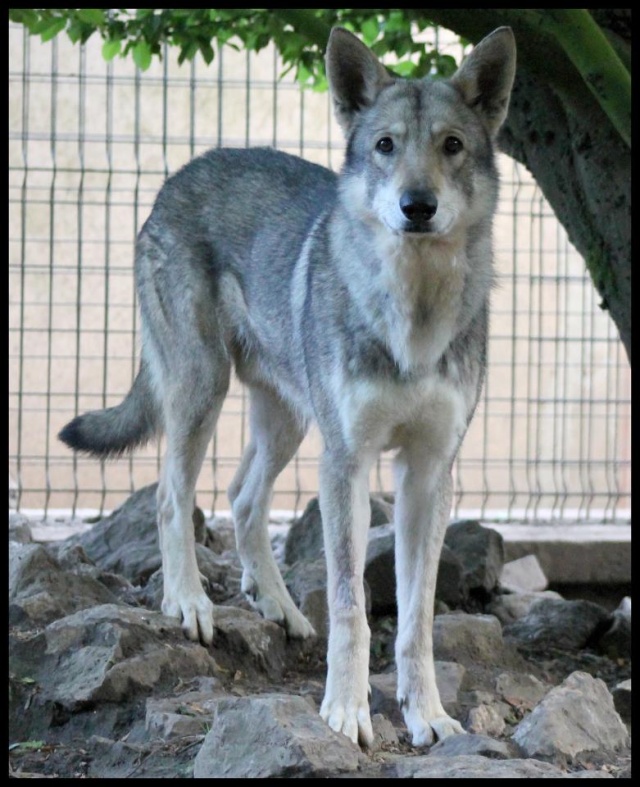 Adoption Sami, chien-loup de Saarloos Cls_sa10