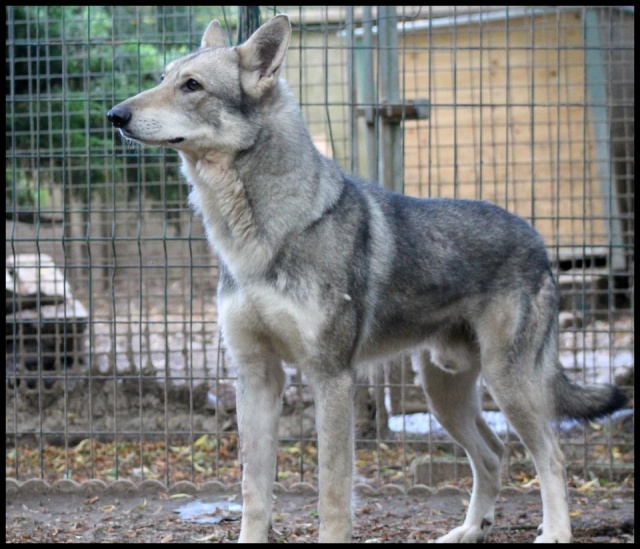 Adoption Sami, chien-loup de Saarloos Cls_sa12