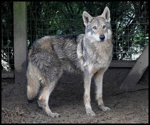Adoptée Firenze Chien Loup De Saarloos Femelle