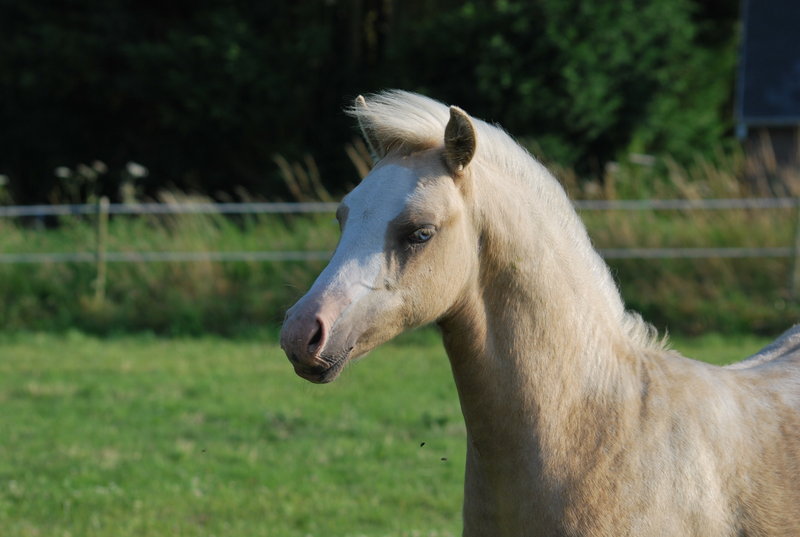 Vifargent de l'Aurore Welsh B palomino - Page 3 09070910