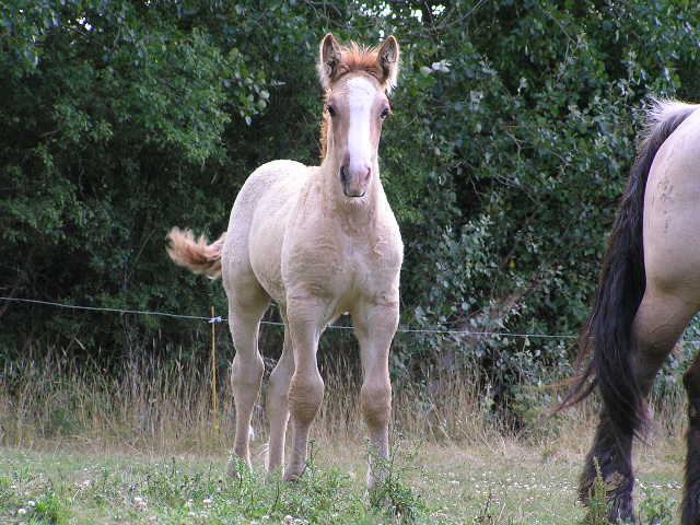 traits poitevins de l'élevage de l'aube P7245828