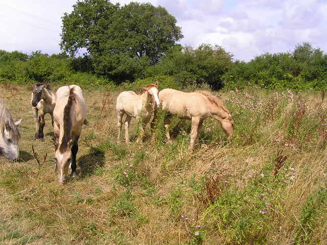 traits poitevins de l'élevage de l'aube P7245831