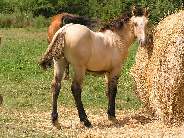 traits poitevins de l'élevage de l'aube P7245915